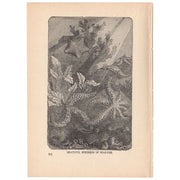 Antique 1897 Star Fish Specimens Black and White Print - Avid Vintage