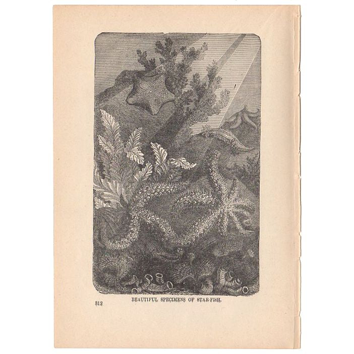 Antique 1897 Star Fish Specimens Black and White Print - Avid Vintage
