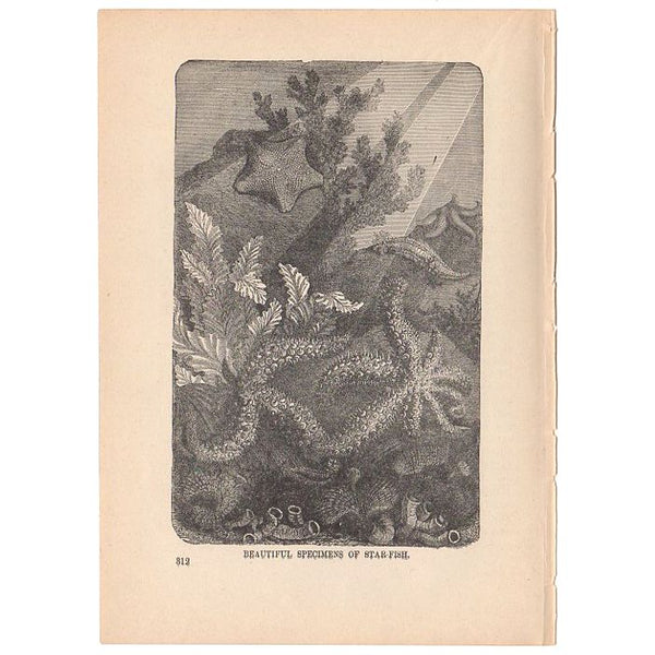 Antique 1897 Star Fish Specimens Black and White Print