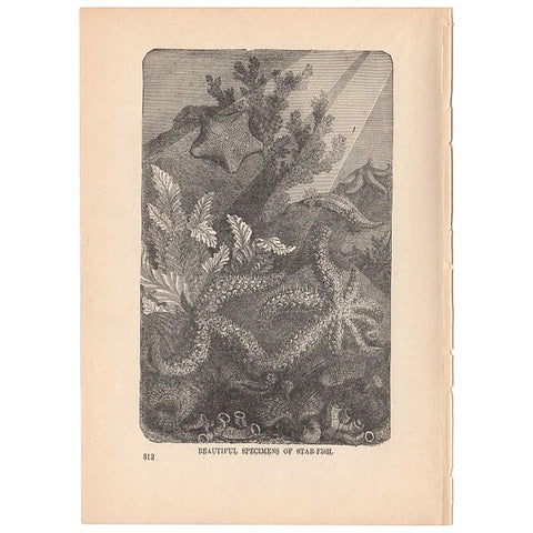 Antique 1897 Star Fish Specimens Black and White Print