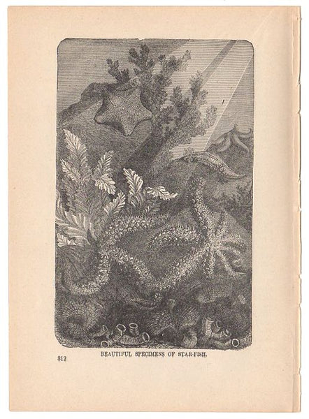 Antique 1897 Star Fish Specimens Black and White Print