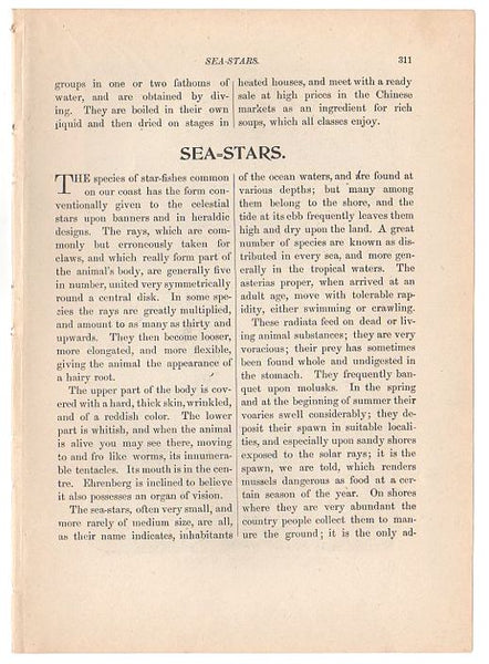 Antique 1897 Star Fish Specimens Black and White Print