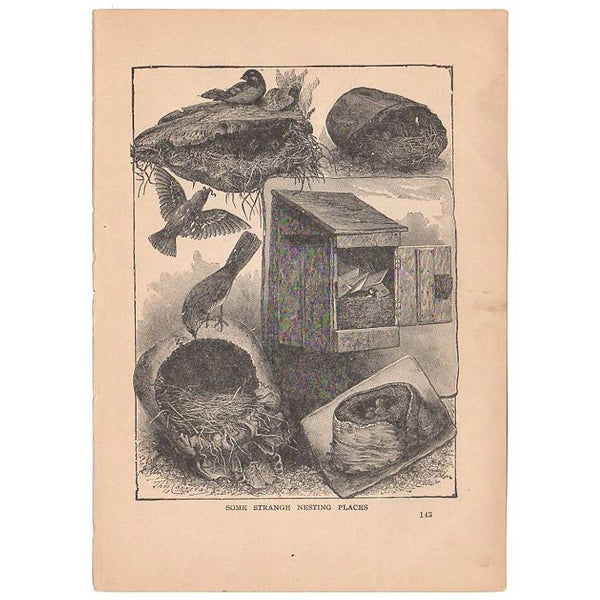 Antique Black and White Bird Nests Print 1897