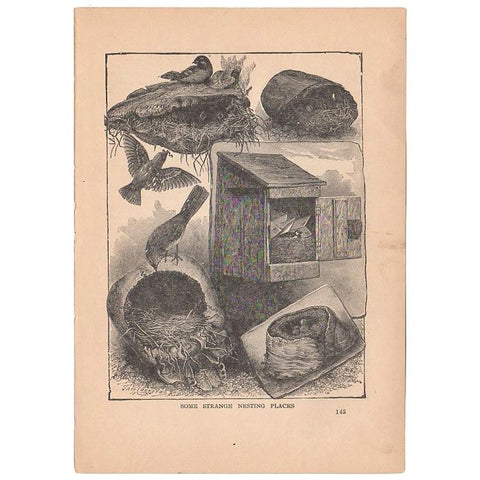 Antique Black and White Bird Nests Print 1897