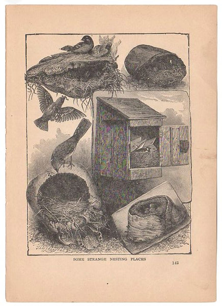 Antique Black and White Bird Nests Print 1897