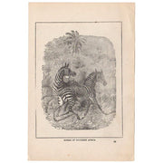 Antique 1897 Black and White Print Zebras of Africa