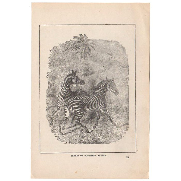 Antique 1897 Black and White Print Zebras of Africa