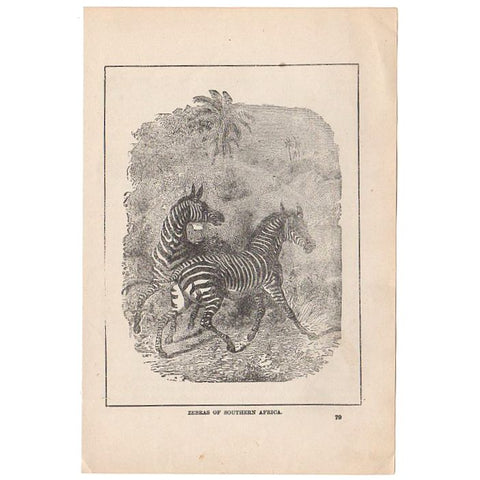 Antique 1897 Black and White Print Zebras of Africa