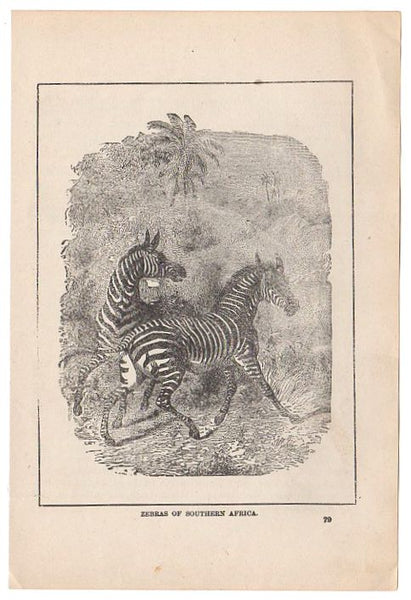Antique 1897 Black and White Print Zebras of Africa