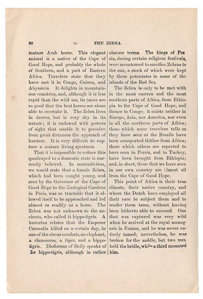 Antique 1897 Black and White Print Zebras of Africa