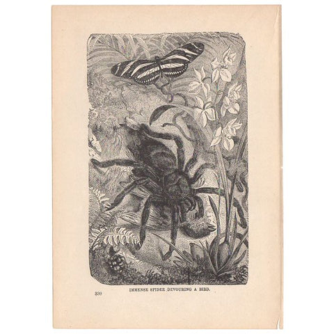Antique Print Spider Devouring Bird Black and White