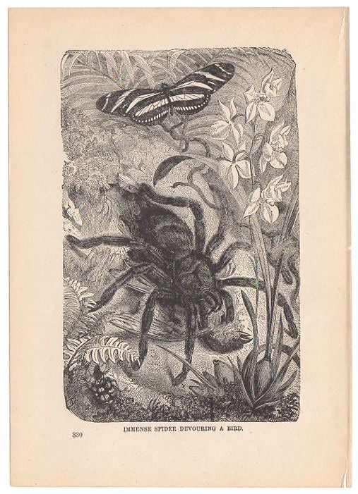 Antique Print Spider Devouring Bird Black and White