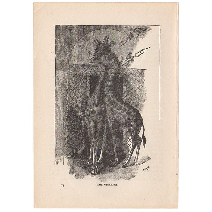 Antique Print The Giraffes Black and White Illustration