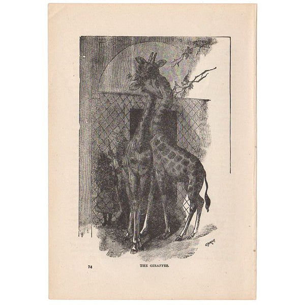 Antique Print The Giraffes Black and White Illustration