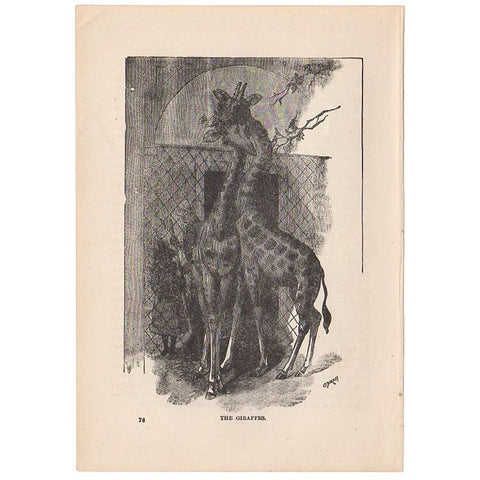 Antique Print The Giraffes Black and White Illustration