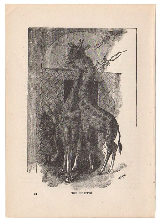 Antique Print The Giraffes Black and White Illustration
