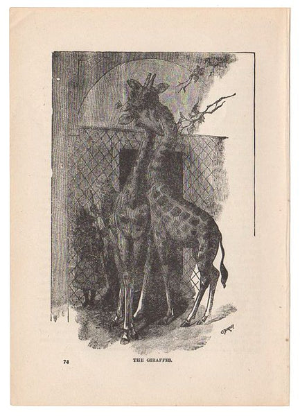 Antique Print The Giraffes Black and White Illustration