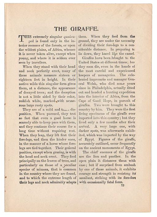 Antique Print The Giraffes Black and White Illustration