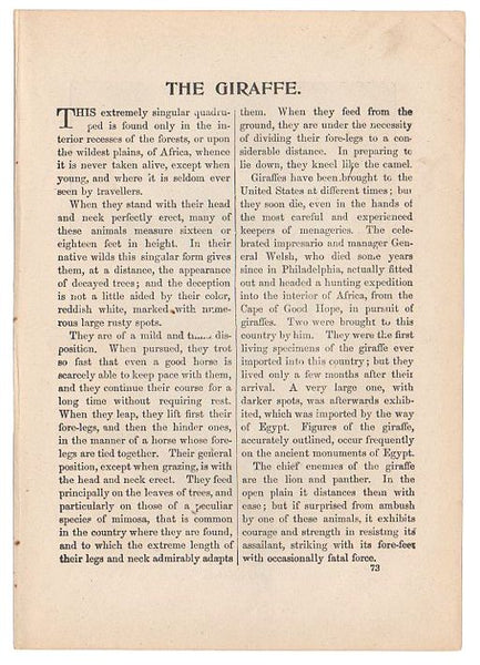 Antique Print The Giraffes Black and White Illustration