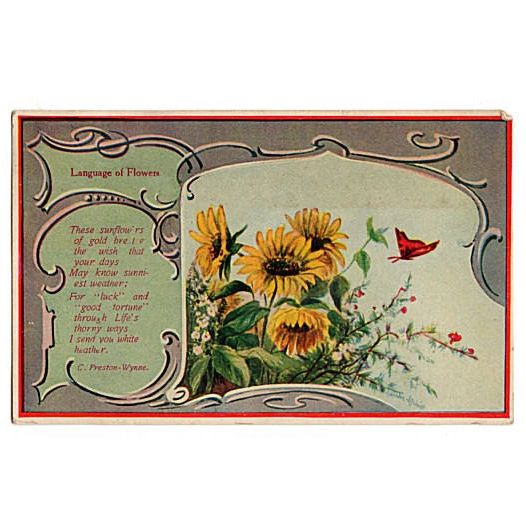 Vintage 1900s Sunflower Postcard Red Butterfly Red Border C Preston Wynne Poem - Avid Vintage
