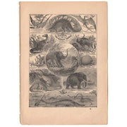 Original 1897 Antique Print Ancient Dinosaurs Black and White Illustration