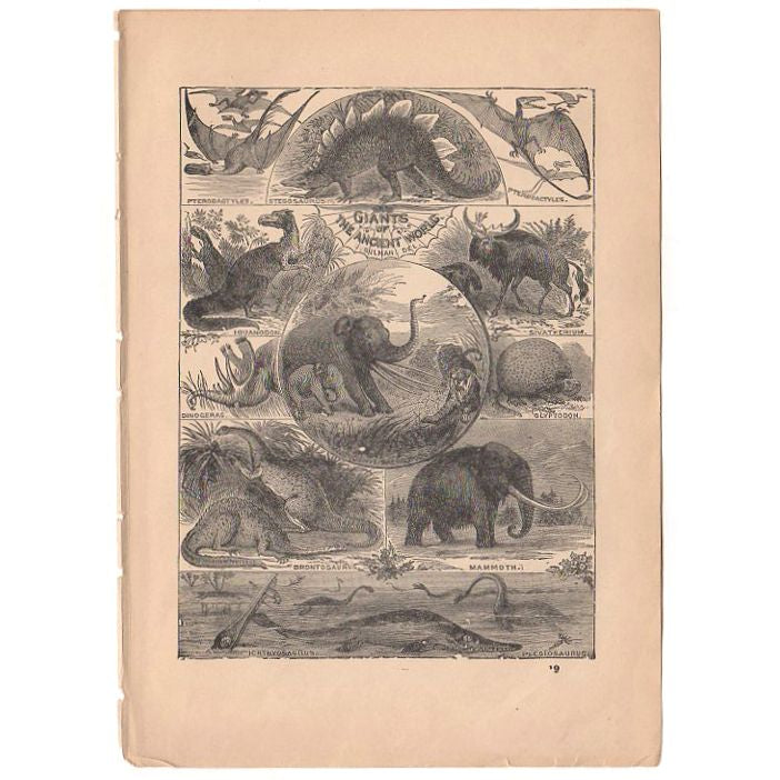 Original 1897 Antique Print Ancient Dinosaurs Black and White Illustration