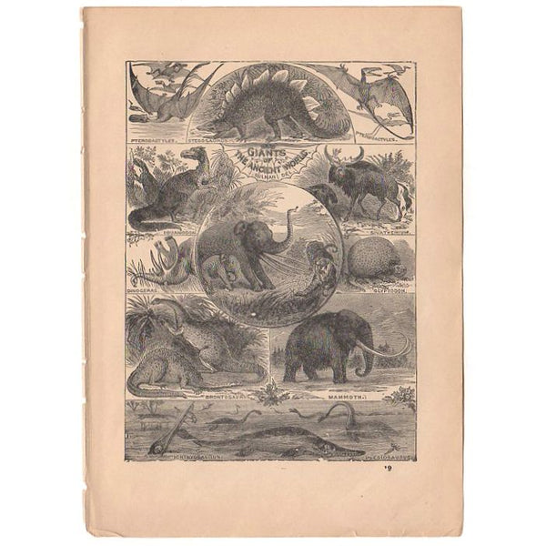 Original 1897 Antique Print Ancient Dinosaurs Black and White Illustration