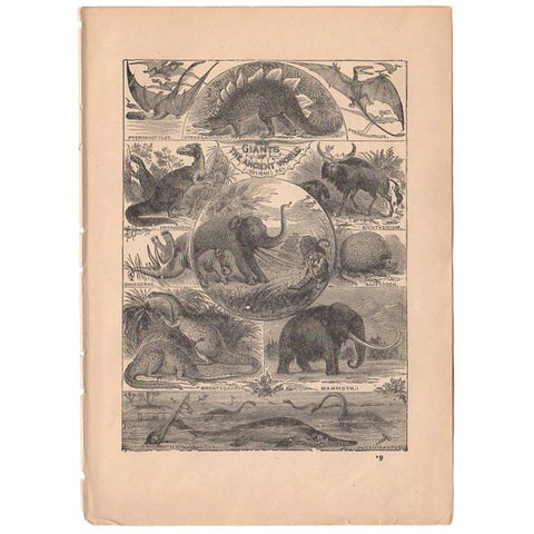 Original 1897 Antique Print Ancient Dinosaurs Black and White Illustration