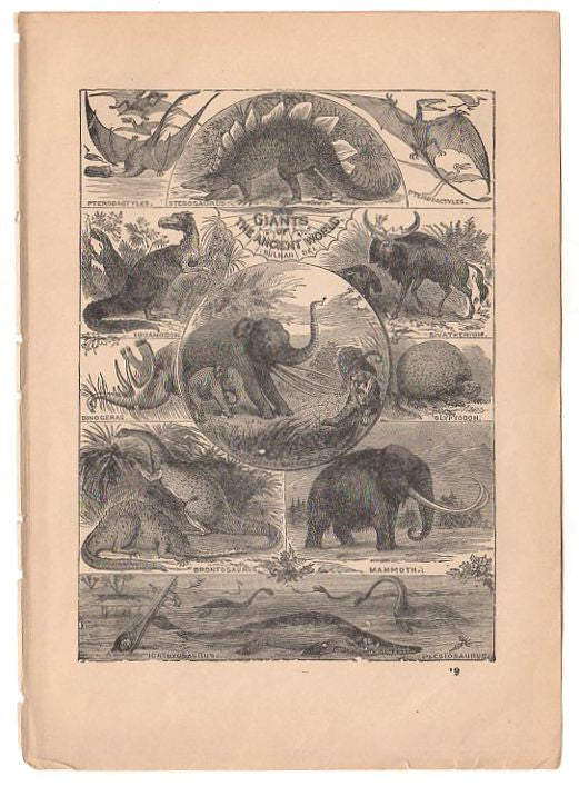 Original 1897 Antique Print Ancient Dinosaurs Black and White Illustration
