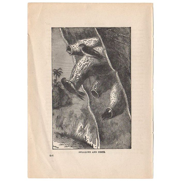 Original Antique Print Swallows and Nests Black and White Illustration
