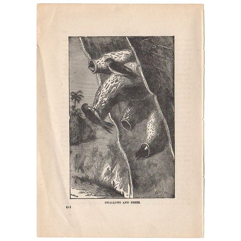 Original Antique Print Swallows and Nests Black and White Illustration