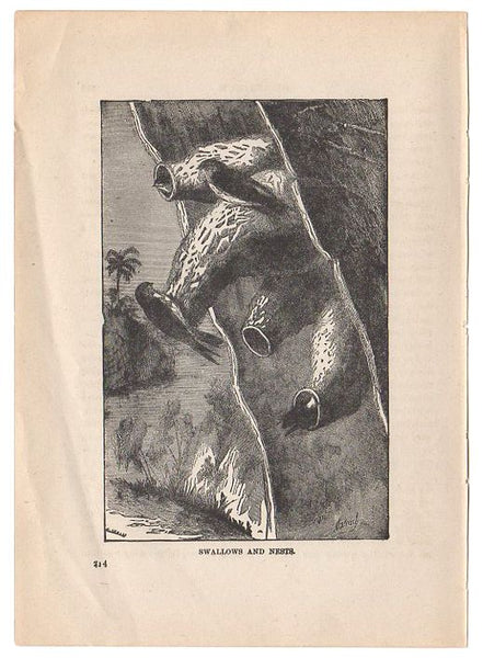 Original Antique Print Swallows and Nests Black and White Illustration