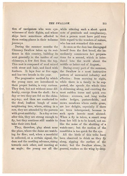 Original Antique Print Swallows and Nests Black and White Illustration