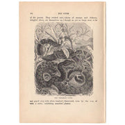 Original Antique Print Venomous Viper Black and White Illustration
