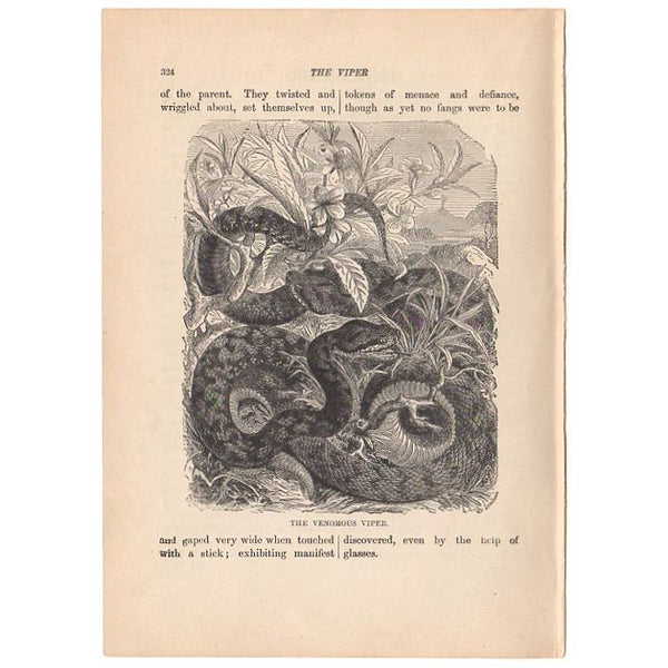 Original Antique Print Venomous Viper Black and White Illustration