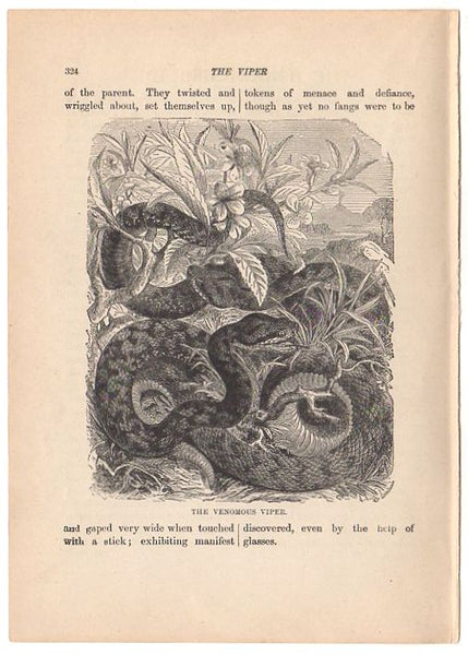 Original Antique Print Venomous Viper Black and White Illustration