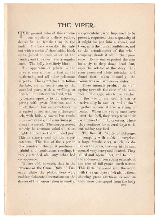 Original Antique Print Venomous Viper Black and White Illustration