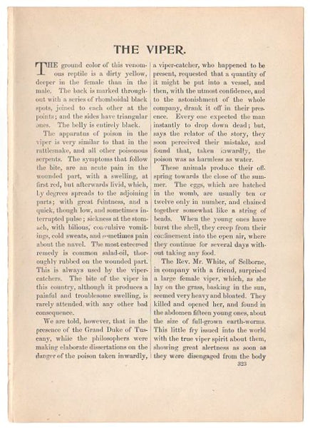 Original Antique Print Venomous Viper Black and White Illustration