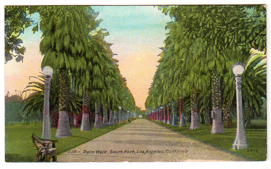 Vintage California Postcard 1910s Palm Walk South Park Los Angeles - Avid Vintage