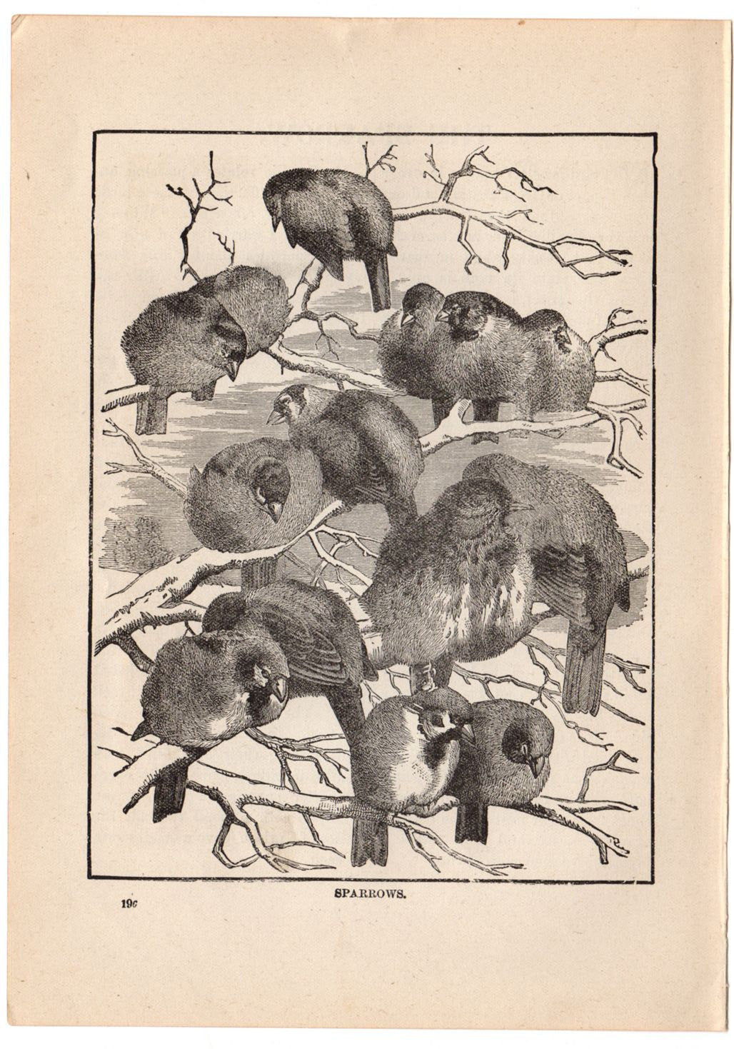 Antique Black and White Sparrow Print 1897 - Avid Vintage