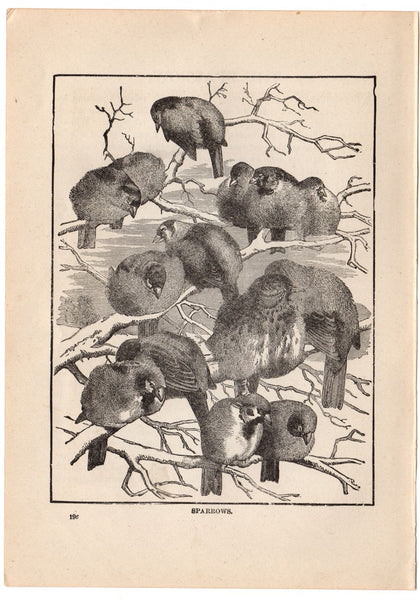 Antique Black and White Sparrow Print 1897 - Avid Vintage
