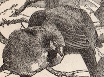 Antique Black and White Sparrow Print 1897 - Avid Vintage