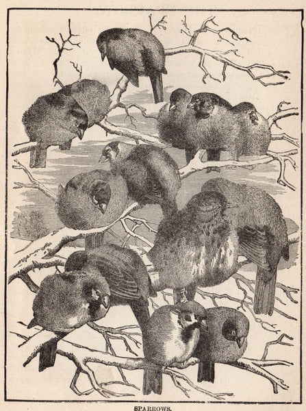 Antique Black and White Sparrow Print 1897 - Avid Vintage