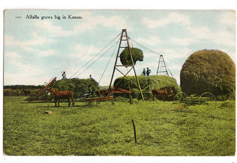 Vintage 1910s Alfalfa Grows Big in Kansas Exaggerated Postcard Farming, Harvesting, Agriculture - Avid Vintage
