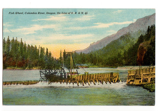 Vintage Columbia River Oregon Postcard Fish Wheel O R and N Railroad A 8457 Unused Souvenir View - Avid Vintage